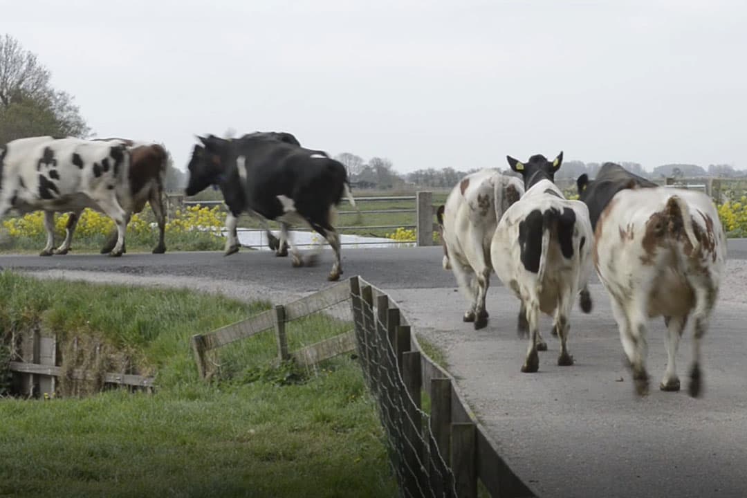 Video: Koeien kilometer over openbare weg naar wei