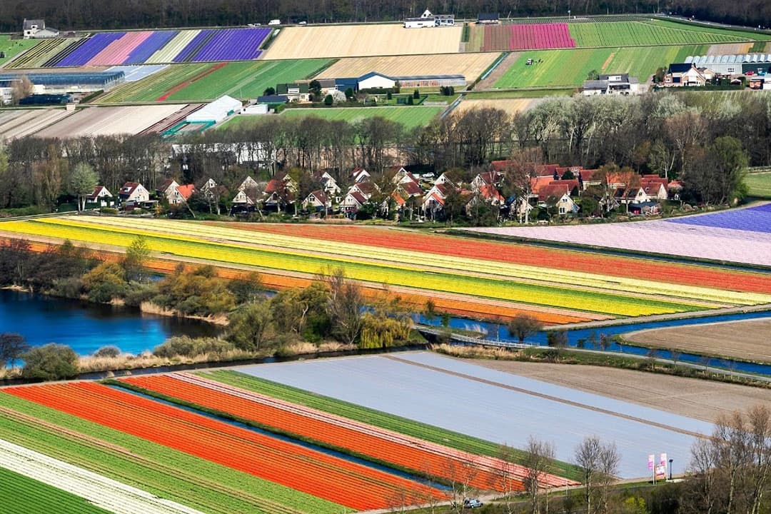 Bollenvelden van de Keukenhof in volle bloei, vorig jaar. De Nederlandse sierteelt zit te springen om (EU-)steun vanwege de coronacrisis. -  Foto: ANP