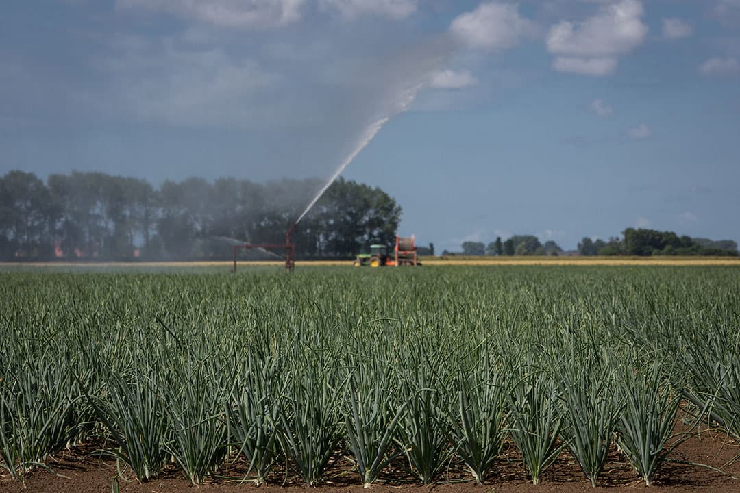 Beregening zaaiuien (archiefbeeld). - Foto: Peter Roek
