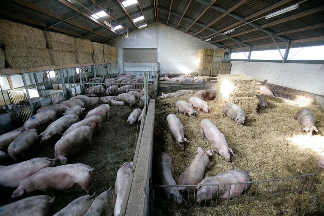 Dierenwelzijn was een van de belangrijkste redenen om zeugen op stro te huisvesten. - Foto: Jan Willem Schouten