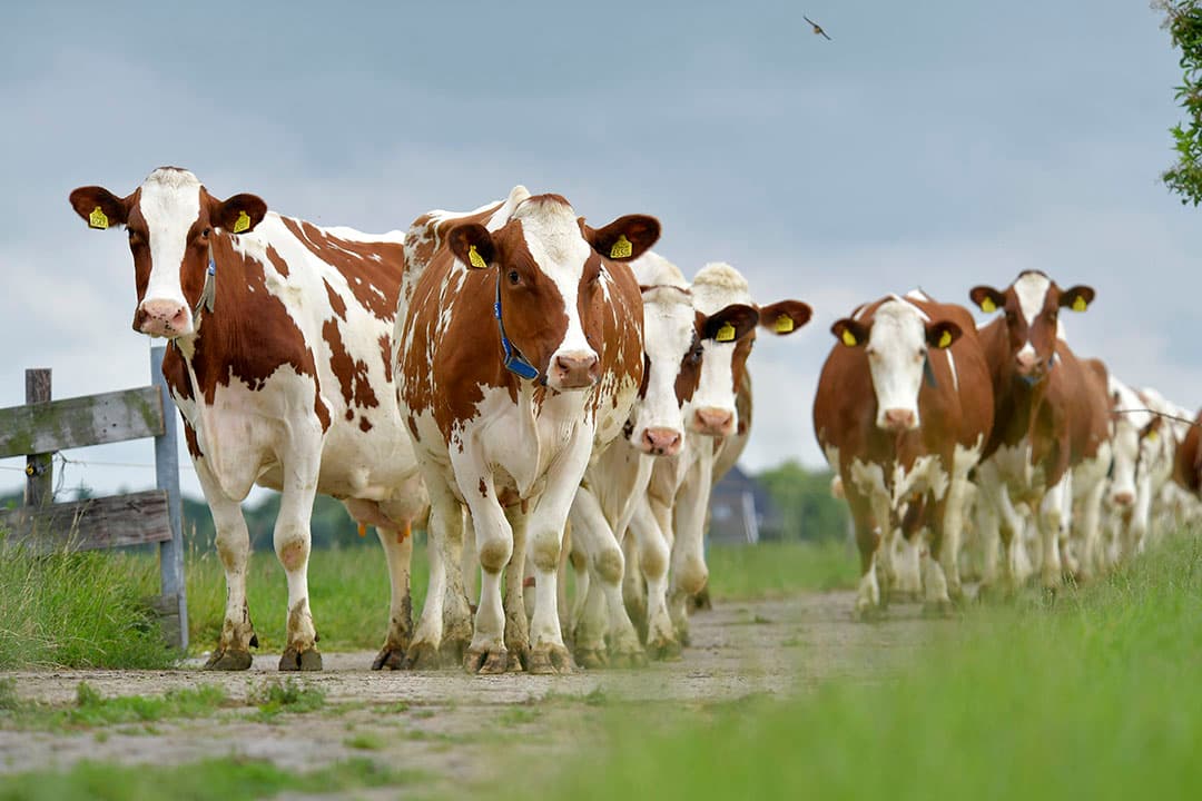 Koeien beweiden blijft vergunningsvrij. - Foto: Cor Salverius Fotografie