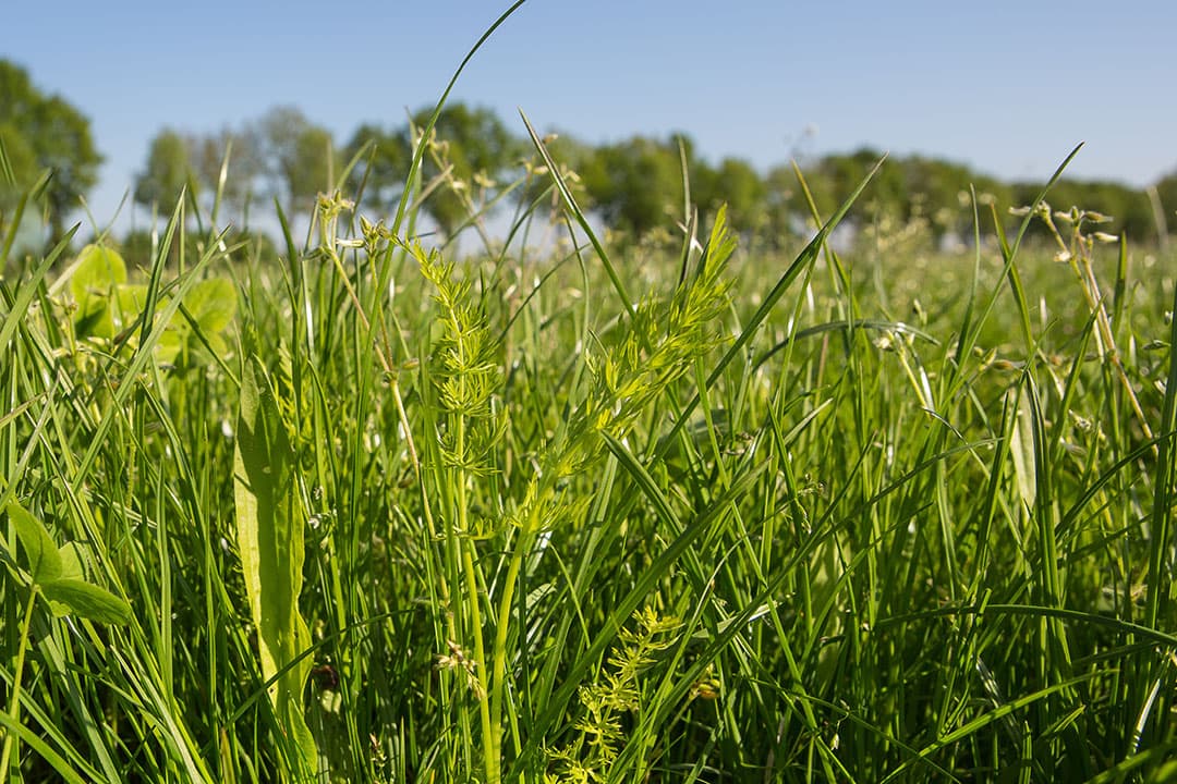 Kruidenrijk grasland. Foto: Peter Roek