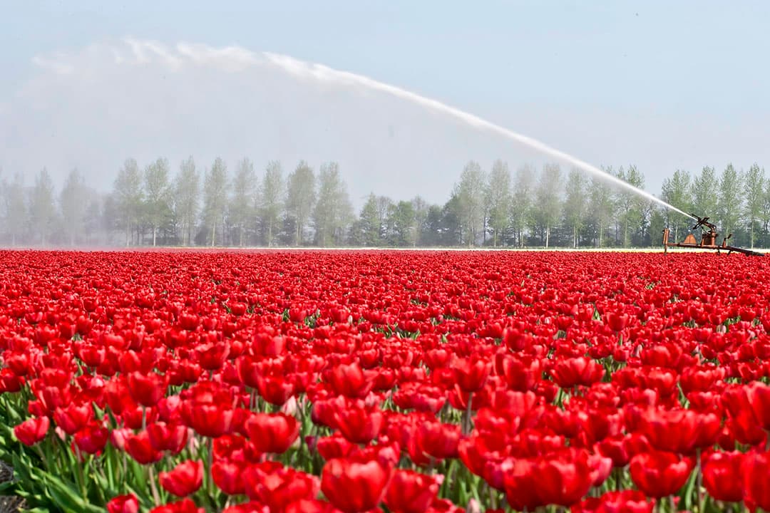 Tulpen beregenen (archiefbeeld). Het verzoek om Europese steun voor de sierteelt ligt momenteel erg moeilijk binnen de EU, omdat zuidelijke EU-landen boos zijn op de eisen die Nederland stelt op een ander gebied: EU-steungelden vanwege de coronacrisis. - Foto: Koos Groenewold