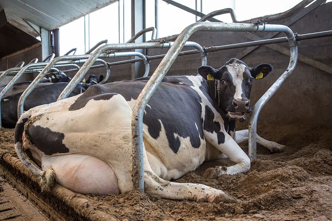 De koeien worden genetisch steeds beter. Daarom wordt eens per vijf jaar een basisaanpassing doorgevoerd. Dat heeft effect op het niveau van de stieren, niet op de rangschikking.