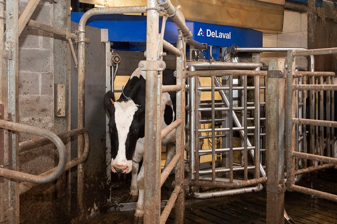 Het marktaandeel van de melkrobots groeit nog steeds door. - Foto: Twan Wiermans