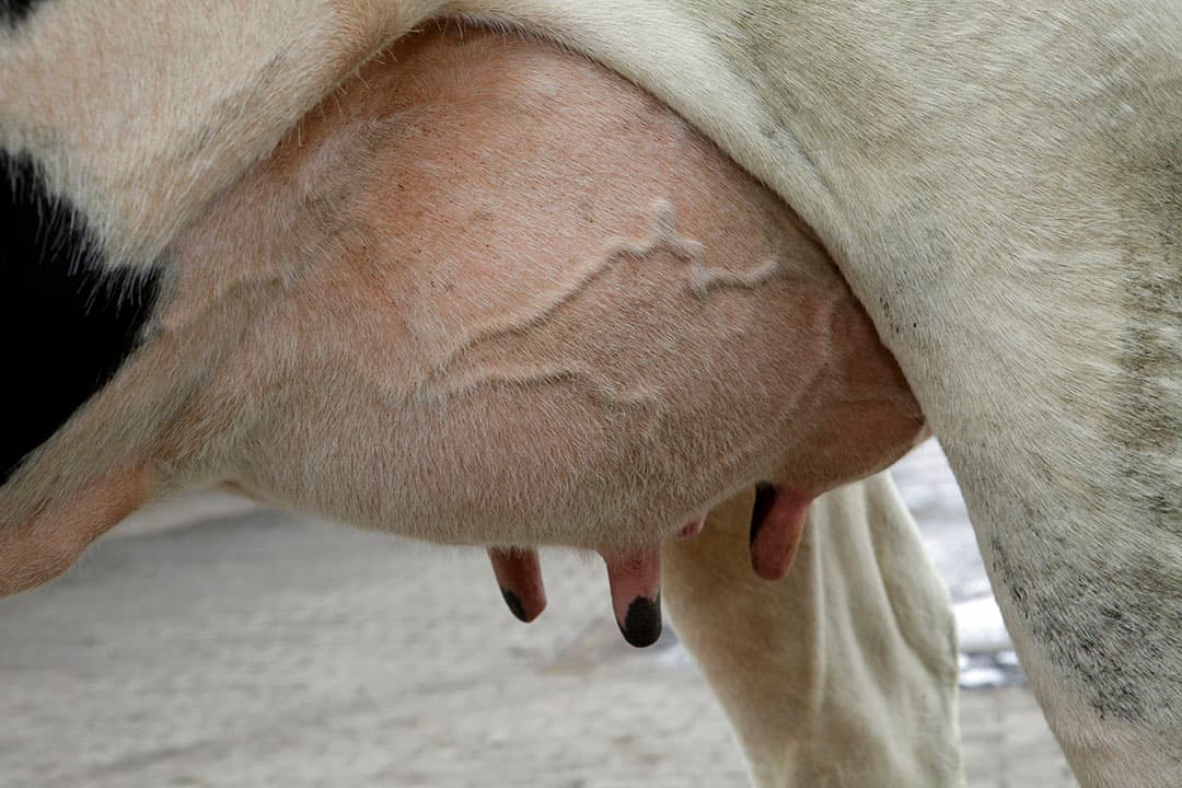 Voor de zeer productieve moderne melkkoeien is het in de fokkerij zaak goed te letten op de fokwaarden van de stiervaders. - Foto: Henk Riswick