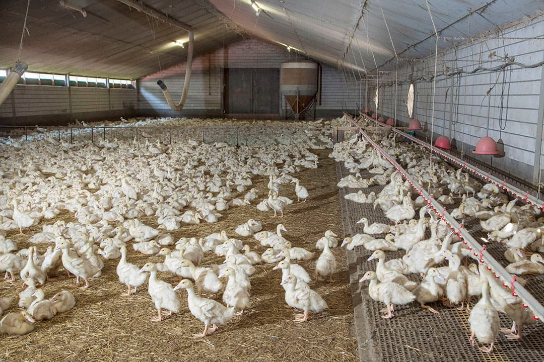 Eendenhouderij. - Foto: Koos Groenewold
