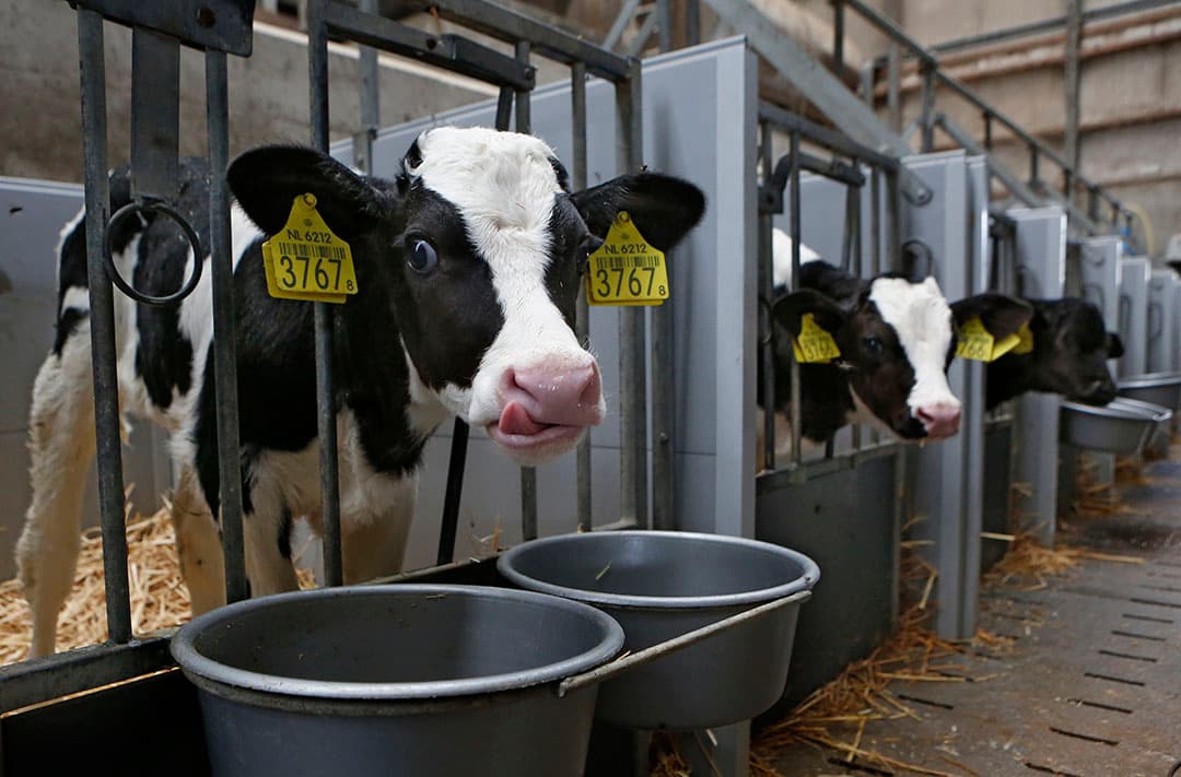 Het CBb zegt in de jongste uitspraak dat doodgeboren kalveren op grond van de geldende wetgeving helemaal niet hoeven te worden geregistreerd in het I&R-systeem. Foto: Ton Kastermans
