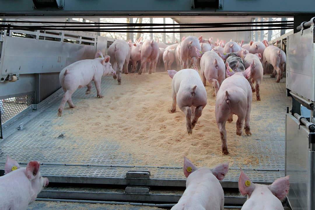 Varkenshandel Vaex laadt biggen op voor transport naar Spanje. Dat is geen kwestie meer van bijeengeraapte koppels, maar mooi uniforme zendingen, op regelmatige basis. - Foto: Ton Kastermans
