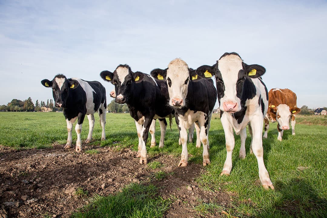 Veehouderij op veenweiden. - Foto: Herbert Wiggerman