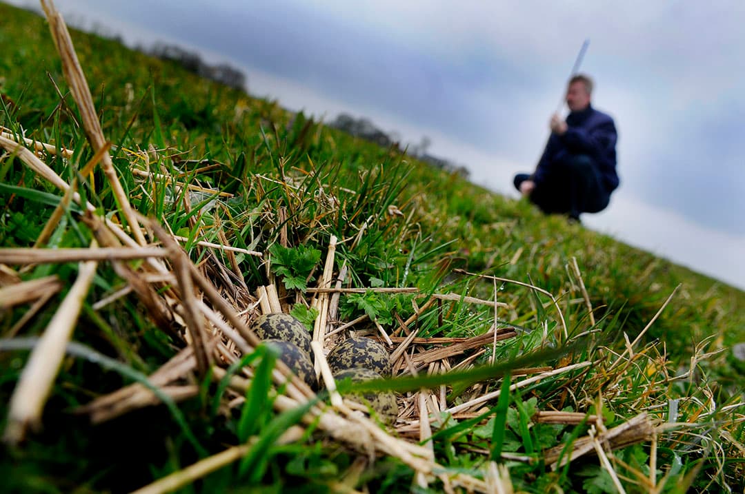 Alle 1.400 boerenbedrijven zijn in een brandbrief gewaarschuwd dat er minder vrijwilligers het land ingaan en of ze zelf alert willen zijn op legsels. Foto: ANP