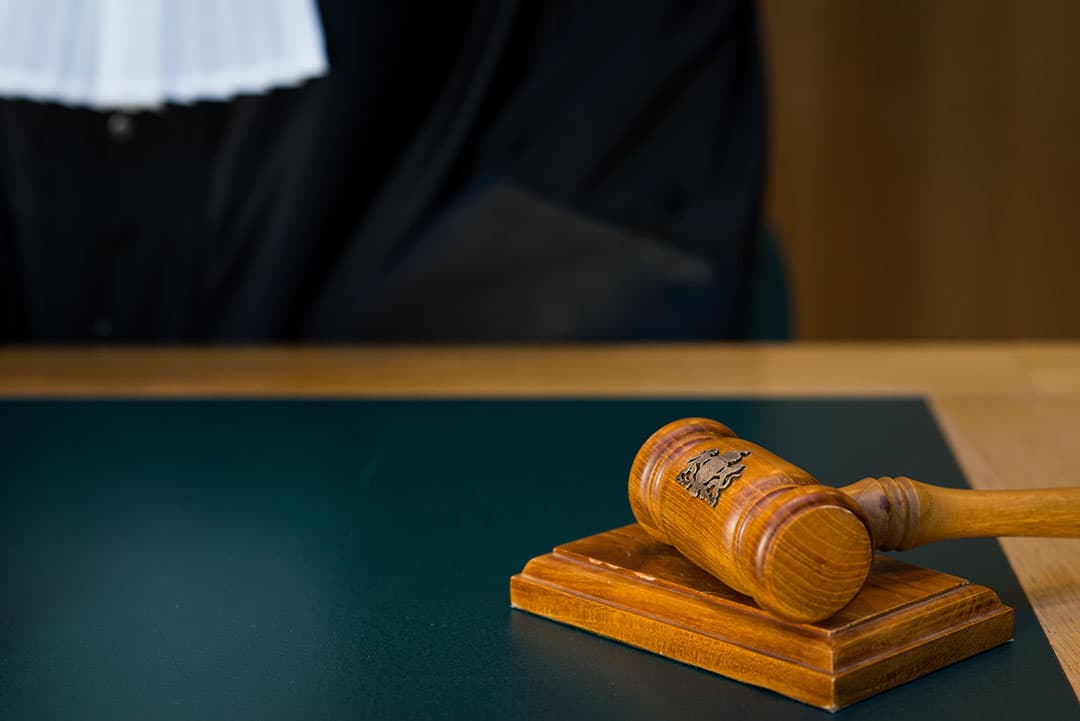 Het CBb vindt dat het muizenperceel als grasland gezien moet worden - Foto: ANP