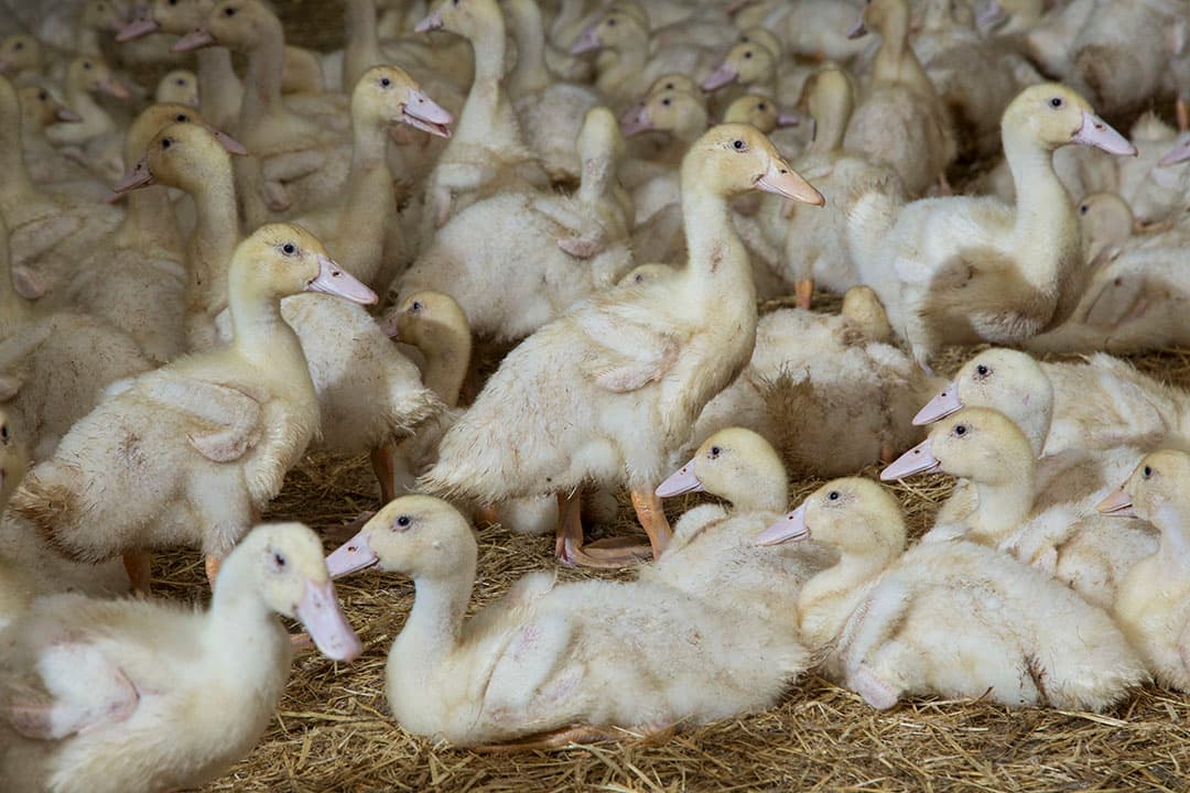 Eendenhouderij. - Foto: Koos Groenewold