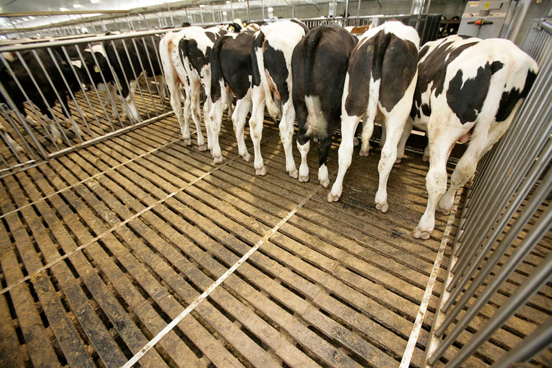 Emissiearme stal (archiefbeeld). - Foto: Henk Riswick
