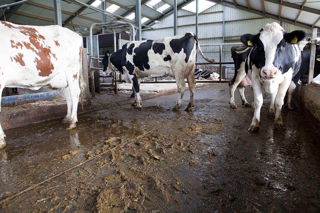 Rubber op stalvloeren ontlast de klauwen en geeft minder slijtage van de klauwen. Dat verlaagt het risico op niet-infectieuze klauwaandoeningen. Investeren in rubber kost veel geld, maar het levert ook veel winst op door langere levensduur én meer melk. - Foto: Jan Willem Schouten