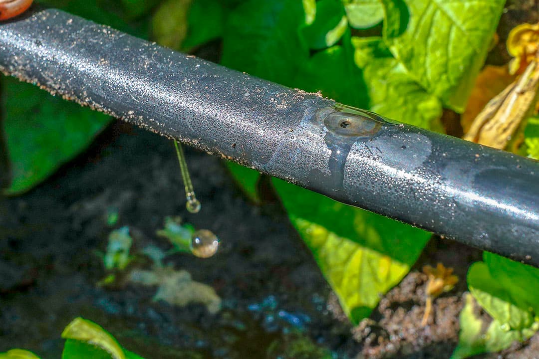 Druppelirrigatie. Dat is een van de maatregelen die een ondernemer kan nemen op het gebied van goed 'waterbeheer'. - Foto: Bert Jansen