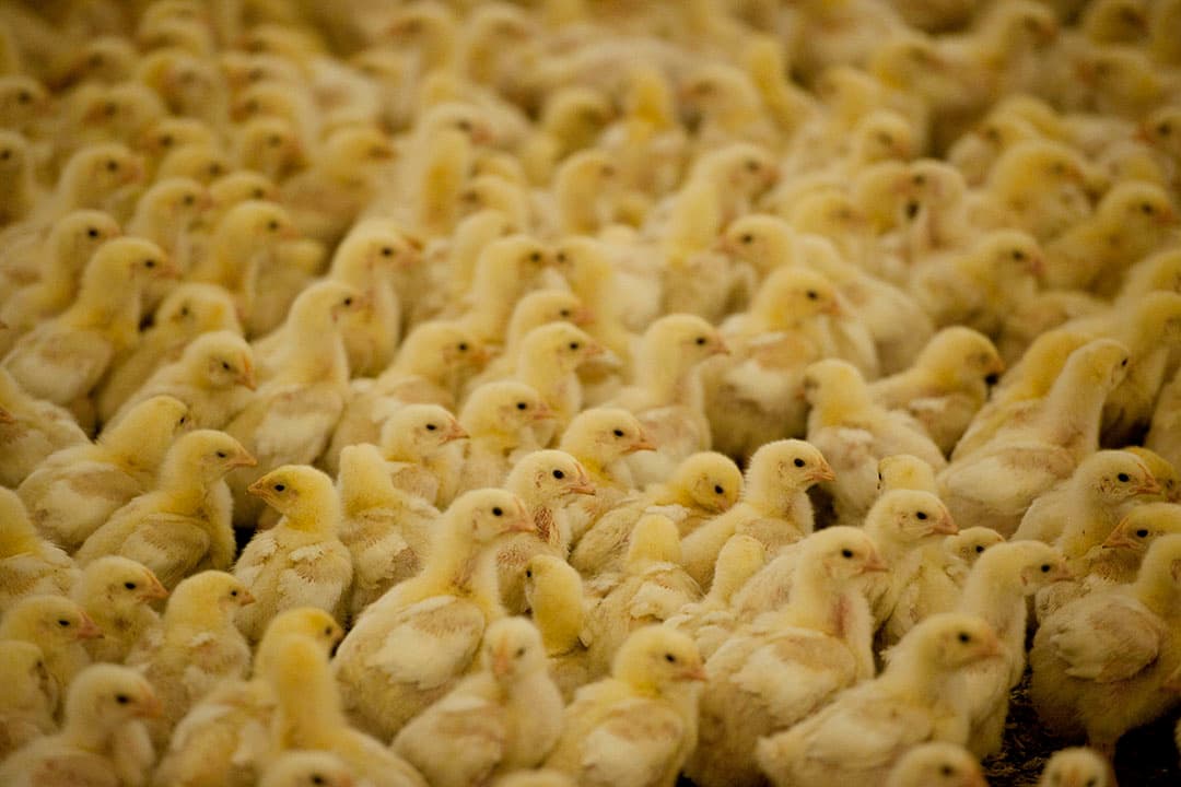 Eendagskuikens. - Foto: Mark Pasveer
