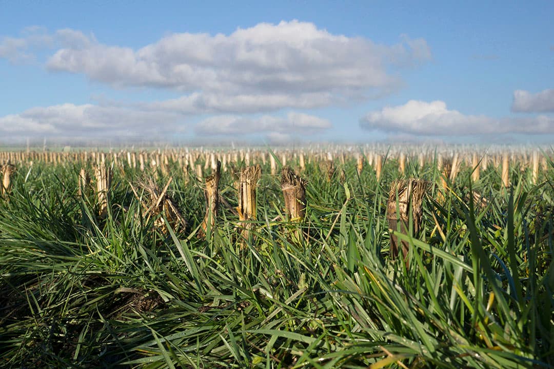 Foto: Barenbrug