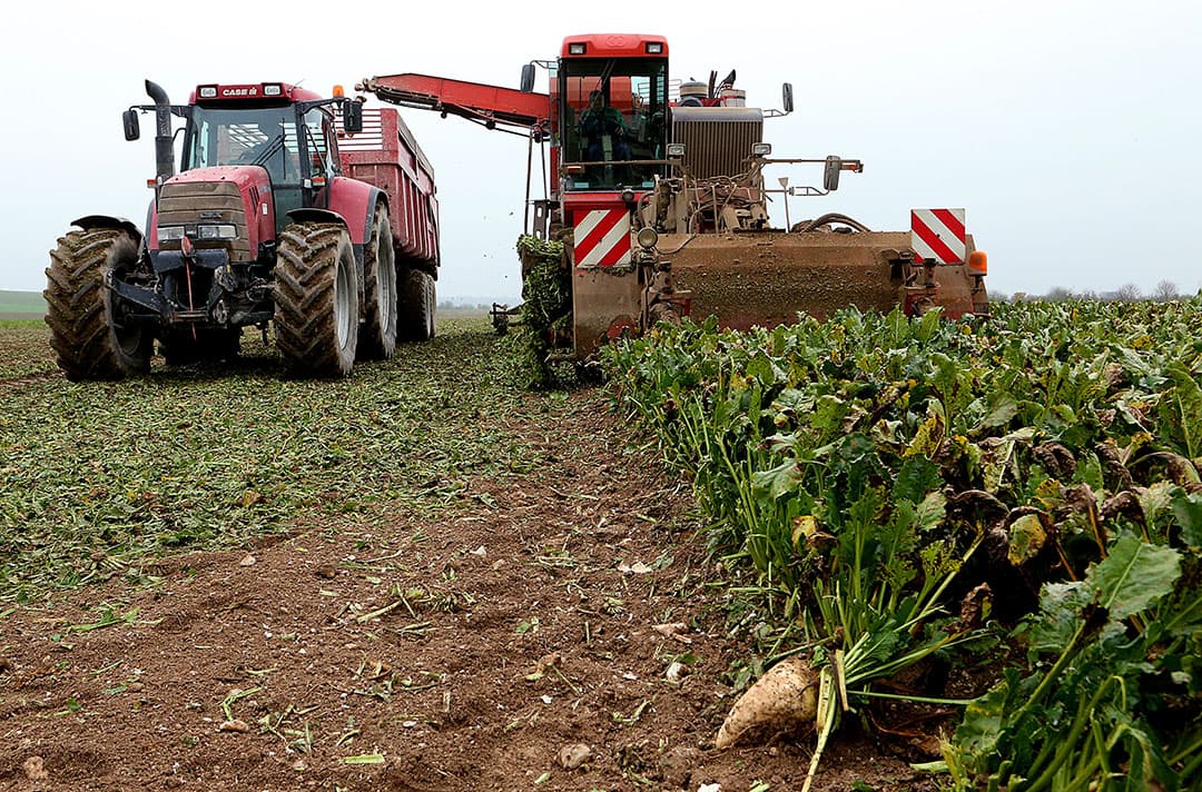 Telers krijgen belabberde bietenprijzen - Foto: ANP