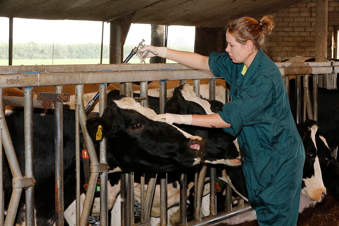 Een dierenarts ent een koe tegen IBR. Melkveebedrijven zijn via hun zuivelonderneming verplicht om deel te nemen aan een bestrijdingsprogramma. De vleesvee- en kalversectoren doen echter niet mee met de verplichte bestrijding. Dit zorgt voor herbesmetting vanuit de niet-melkleverende bedrijven. - Foto: Henk Riswick