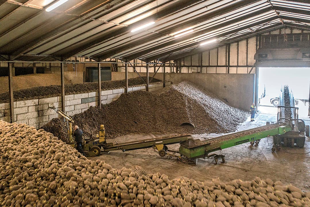 Het uitschuren van fritesaardappelen. Voor twee derde van de aardappelen in de schuren moet een andere bestemming worden gevonden. - Foto: Sytze Bakker