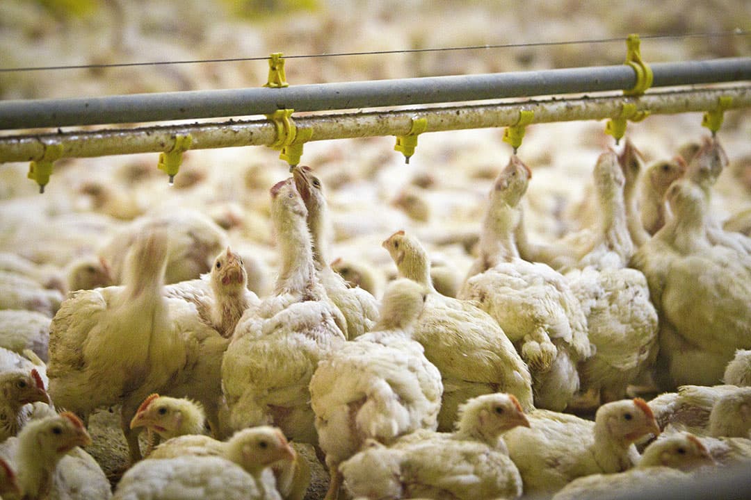 Tot nu toe zijn geen gevallen bekend waarbij mensen door dieren met het coronavirus zijn geinfecteerd. Sommige virologen zien intensieve veehouderij wel als een risico. - Foto: Peter Roek