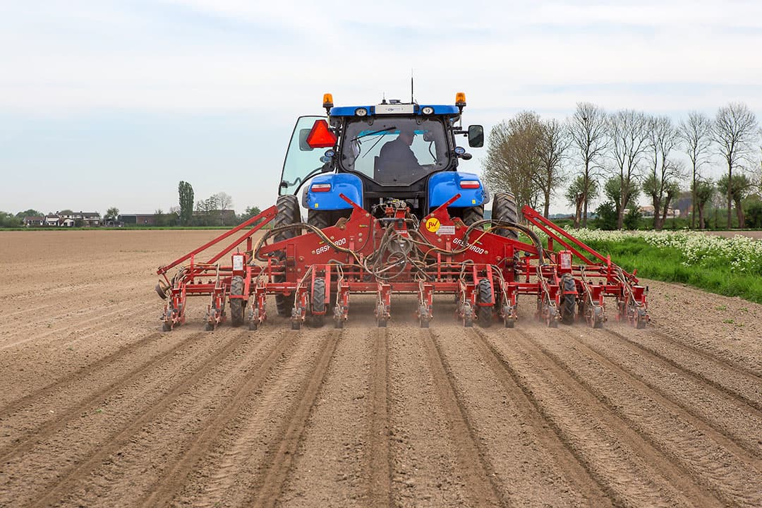 Het zaaien van cichorei is begonnen. - Foto: Peter Roek
