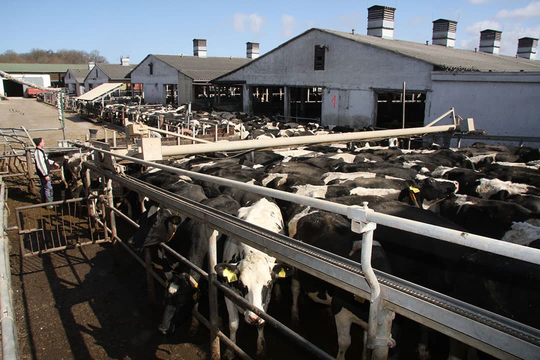 Foto: Boerderij