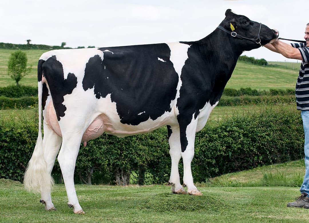 De veelgebruikte Ramos-dochter Apina Nadja, van gebroeders Bleser uit Epen, is de overgrootmoeder van Delta Nectar. - Foto: Alex Arkink