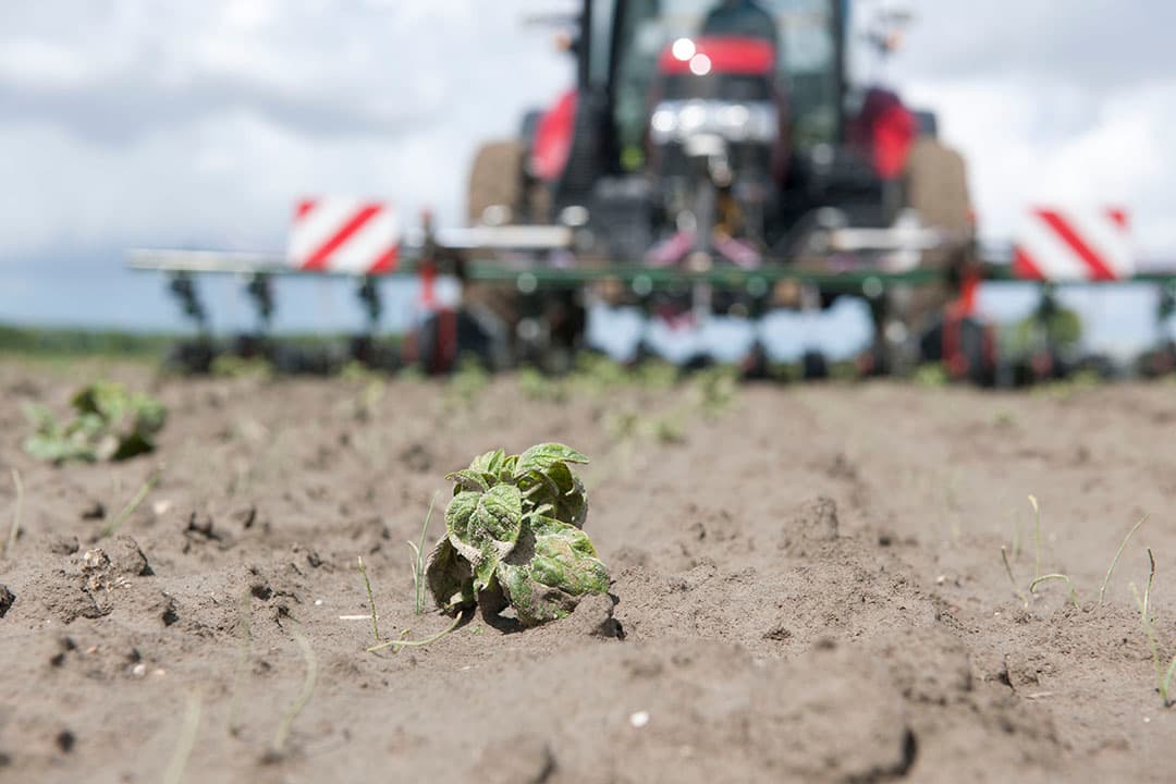In 2018 werd 3 miljoen kilo werkzame stof verkocht voor onkruidbestrijding en loofdoding. - Foto: Mark Pasveer