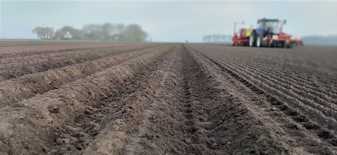 Variabel poten van zetmeelaardappelen. In de herfst wordt de opbrengst bepaald. - Foto: Delphy