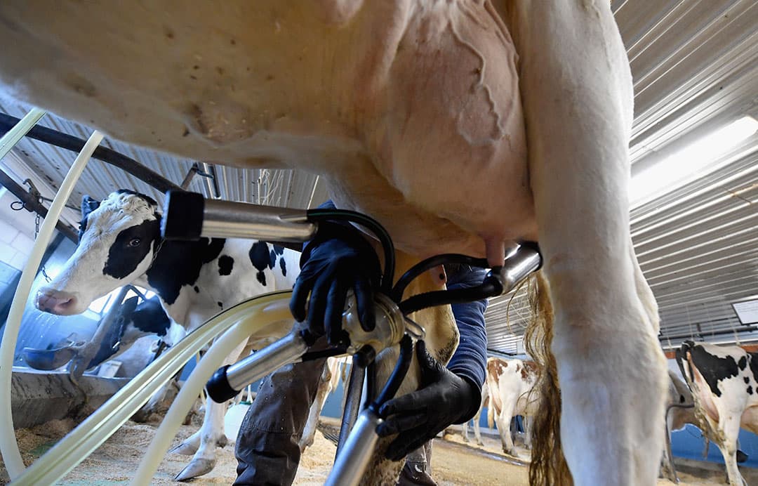 De sterke daling van de vraag valt samen met de seizoensmatige piek in melkaanvoer. Foto: ANP