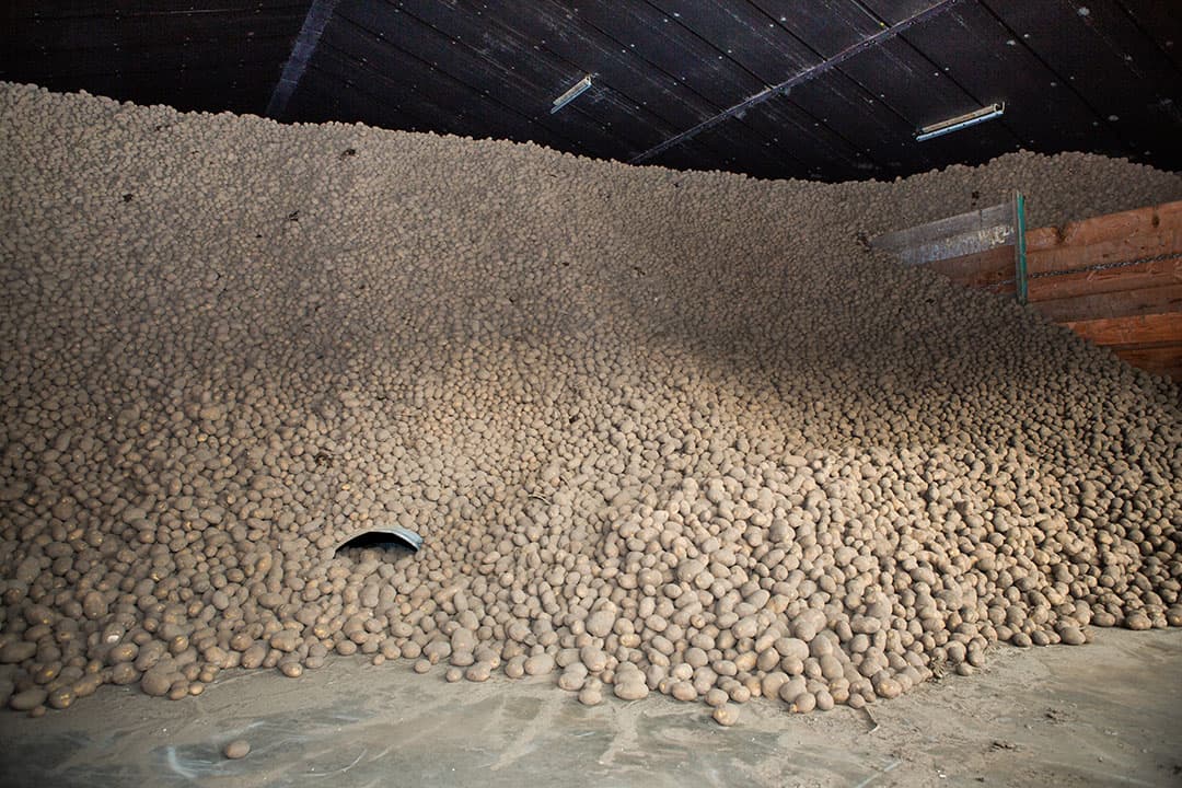 Aardappelen in bewaring. - Foto: ANP