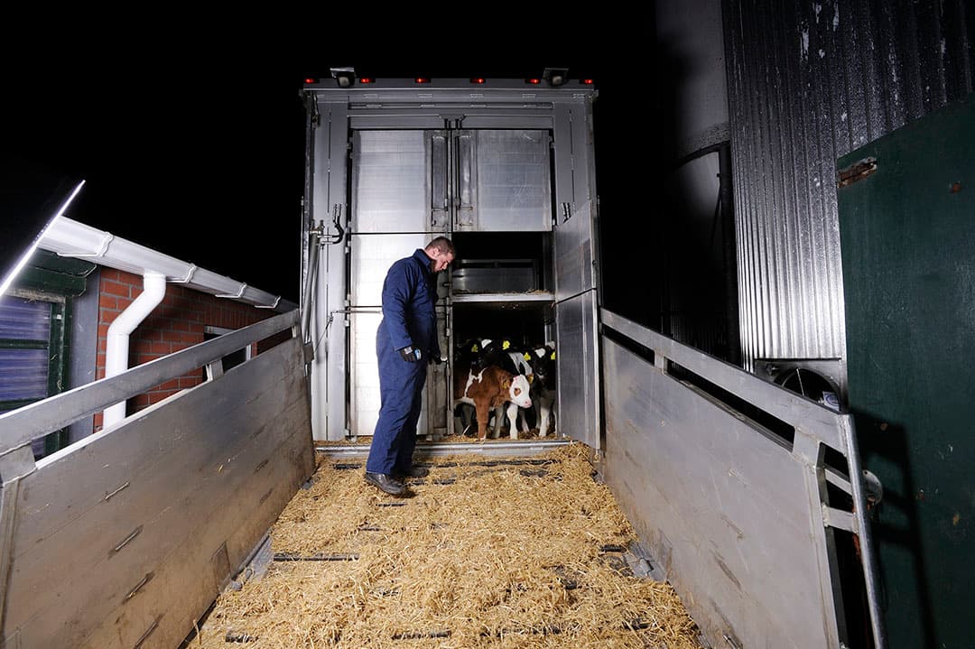 Lossen van nuchtere kalveren. - Foto: Frank Uijlenbroek