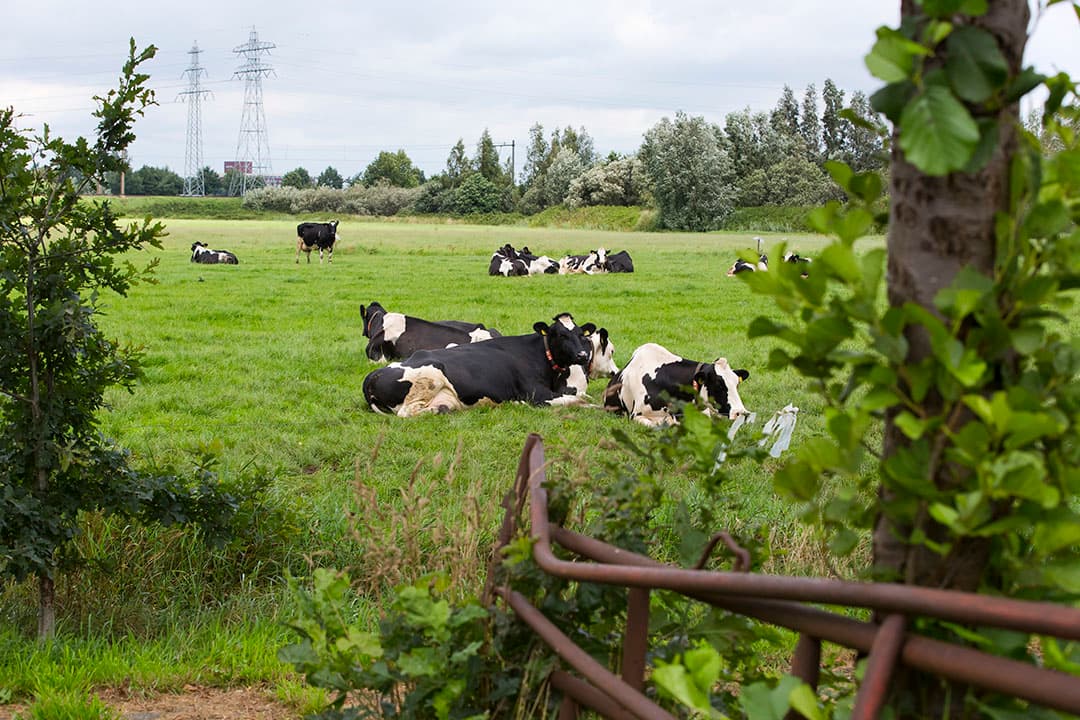 Foto: Ruud Ploeg