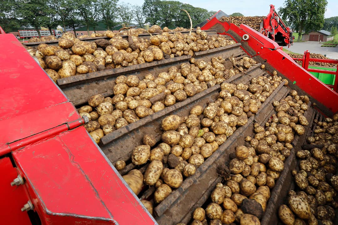 Er moet voor ongeveer 1 miljoen ton fritesaardappelen een andere bestemming worden gevonden. - Foto: Henk Riswick