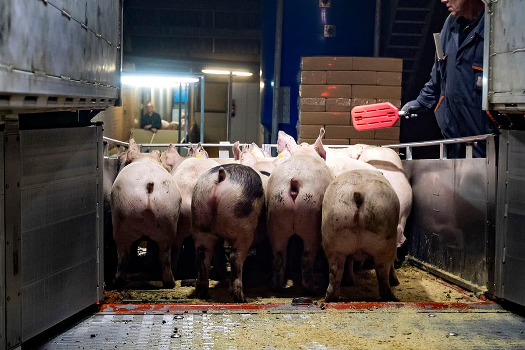 Foto: Ronald Hissink