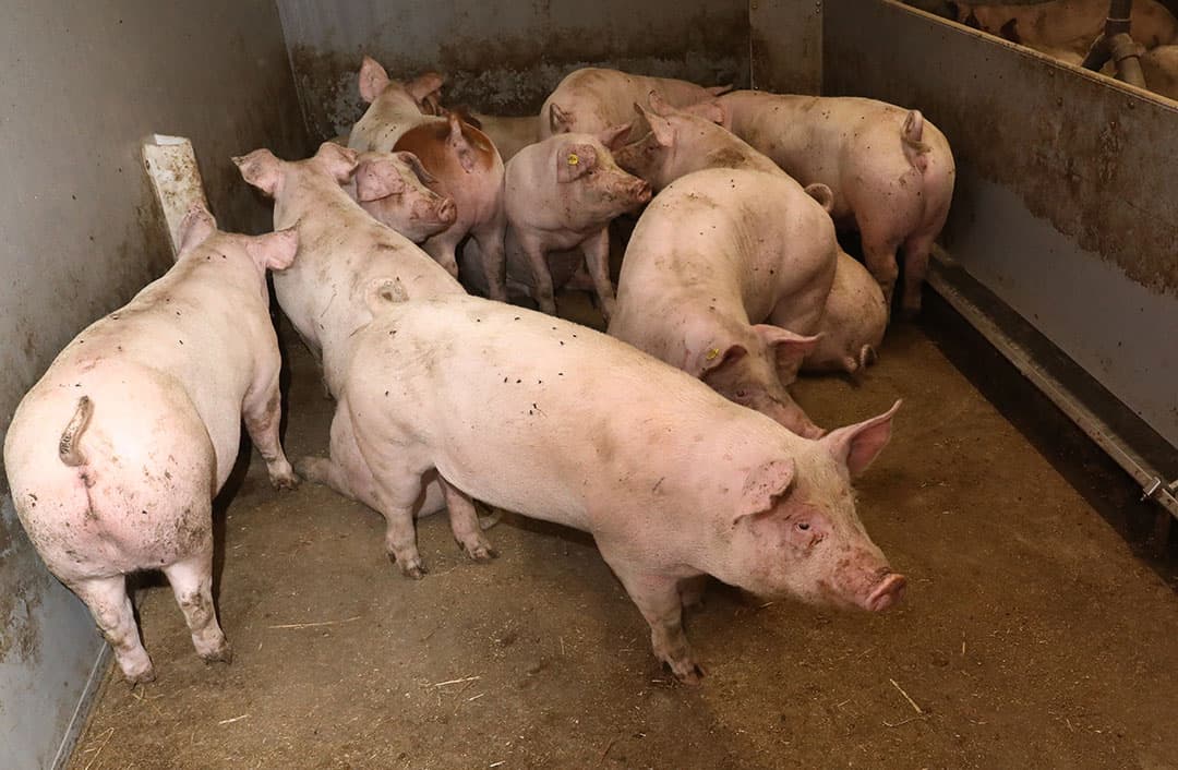 Voor het onderzoek zijn vleesvarkens op zeven bedrijven gemonitord. - Foto: Henk Riswick