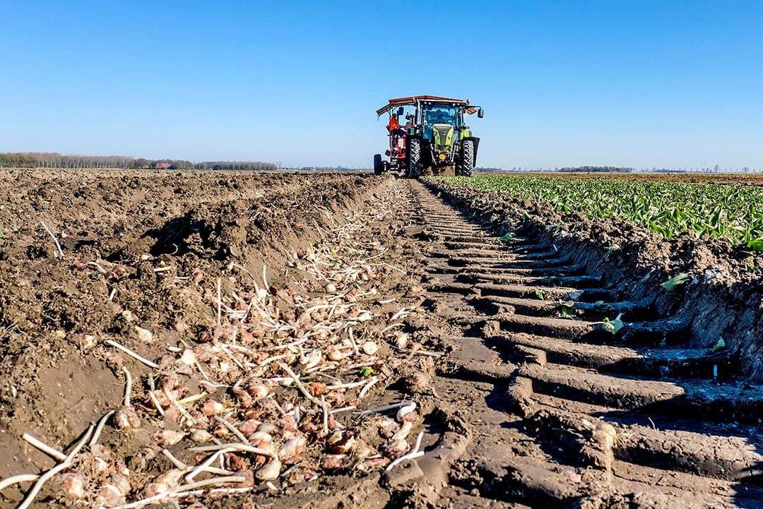 Tulpenbollen vroegtijdig gerooid in coronacrisis