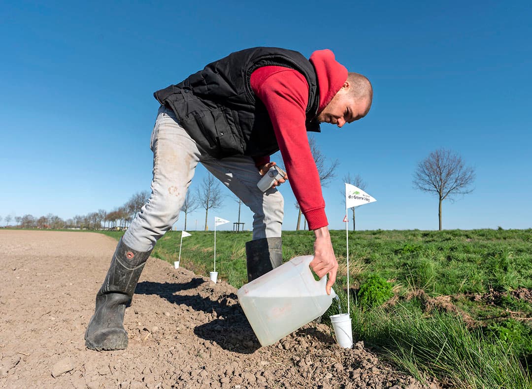 Het vullen van de vangbekertjes op een uienperceel, voor het monitoren van de uienvlieg.