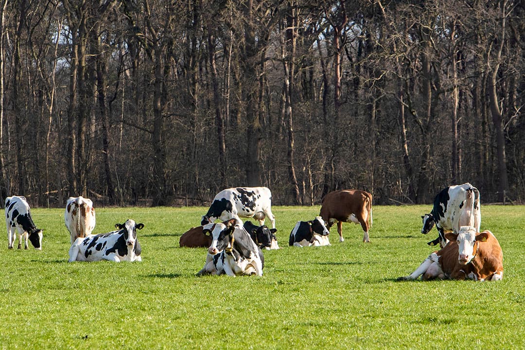 Foto: Ronald Hissink