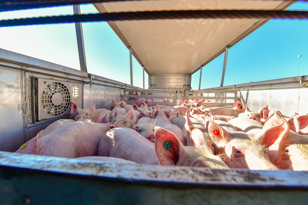Het laden van biggen. Voor de export naar Duitsland zijn Piétrains geen must meer. Mits goed afgestemd, is er ook markt voor Tempo en Duroc. - Foto: Bert Jansen