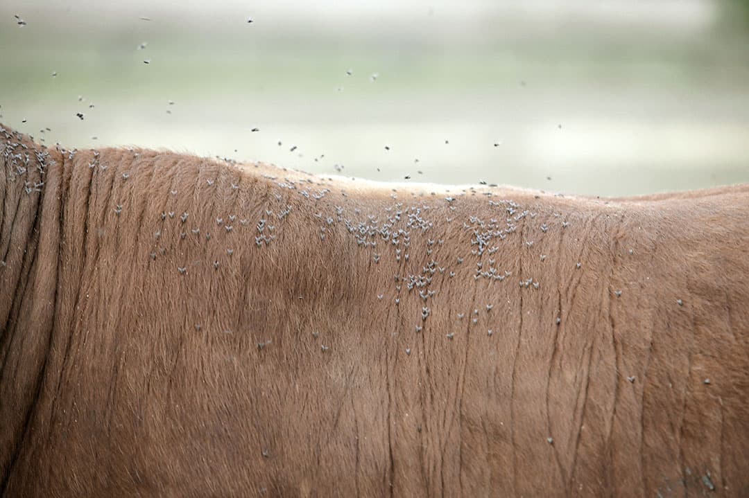 De parasitaire ziekte besnoitiose wordt overgebracht door vliegen. - Foto: Mark Pasveer