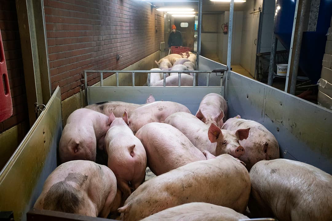 Foto: Ronald Hissink