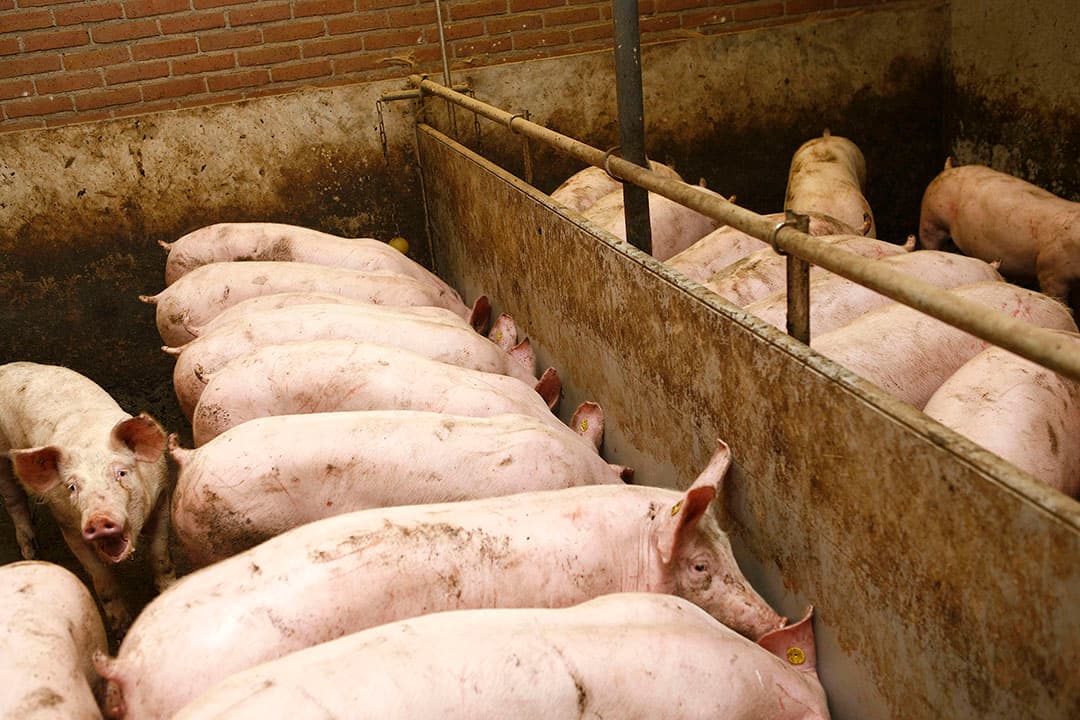 Foto: Hans Prinsen