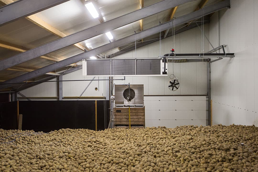 Fritesaardappelen in een bewaarplaats. - Foto: Peter Roek