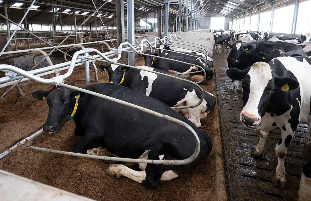 Heel veel melkveehouders beuren nog steeds een melkprijs van 35 tot 36 cent per kilo, of zelfs nog meer. Foto: Jan Willem van Vliet