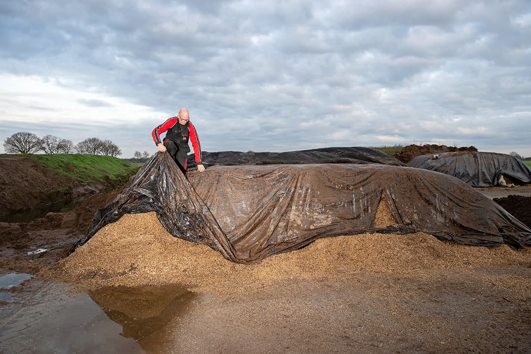 Henk Waterink trekt het plastic boven de perspulpkuil naar achteren. Normaal gesproken ligt er een laag van 25 tot 30 centimeter zand boven het plastic.