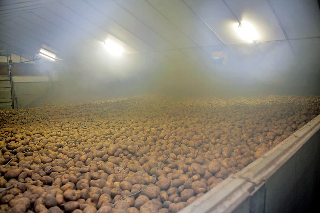 Dit bewaarseizoen mogen de aardappelen nog met chloorprofam worden gegast. Volgend jaar moeten alternatieve kiemremmers worden toegepast. - Foto: Ton Kastermans Fotografie