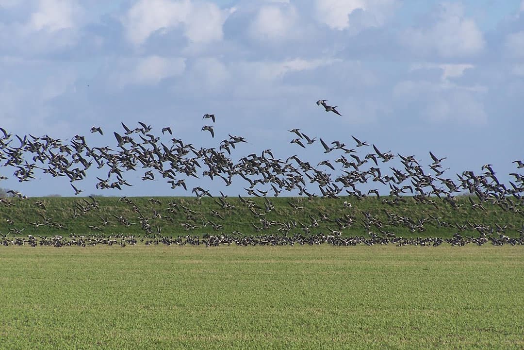 Foto: Peter Roek